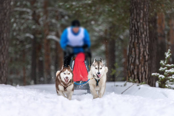 istock Sled dog racing. Husky sled dogs team pull a sled with dog driver. Winter competition. 1179368301