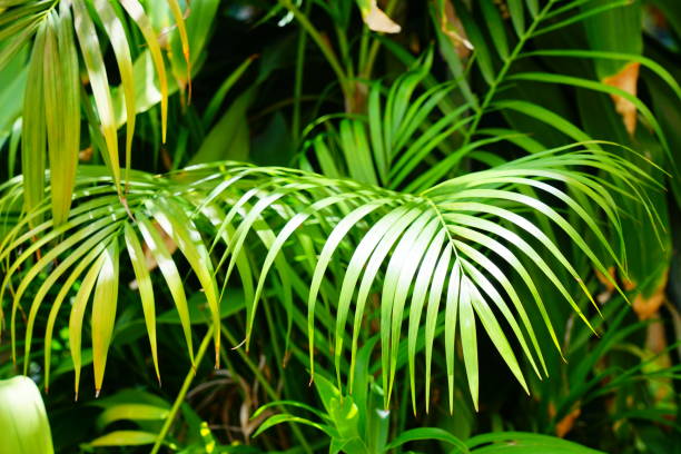 istock Blur background closeup on green palm leaves 1179369010