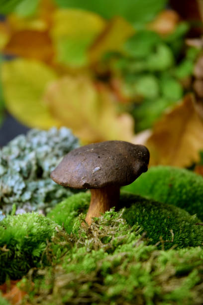 istock bolete fresh forest mushroom 1179369030
