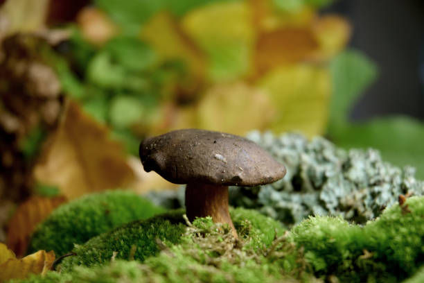 istock bolete fresh forest mushroom 1179369032