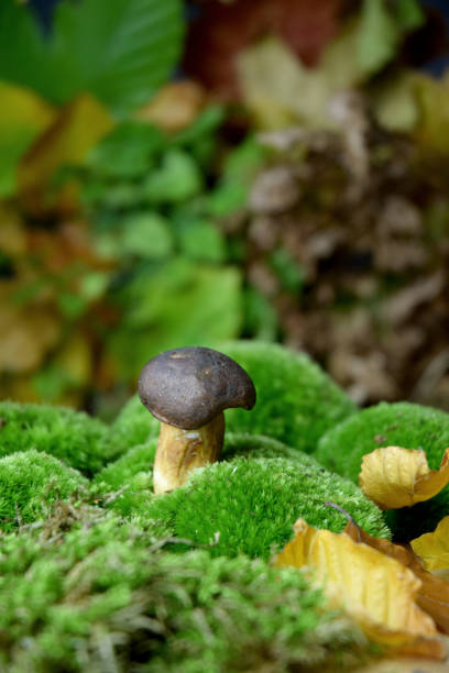 istock bolete fresh forest mushroom 1179369119