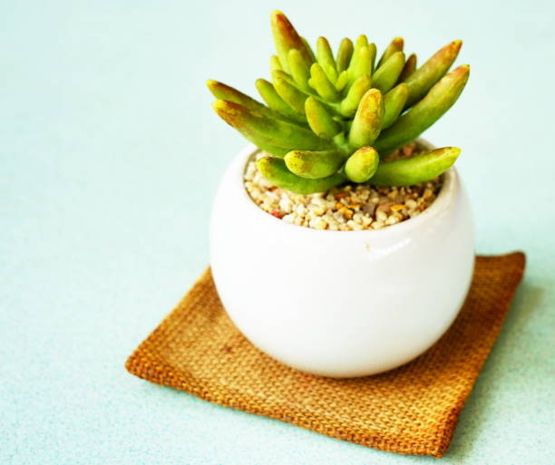 istock Beautiful Small little tree in the pod 1179369160