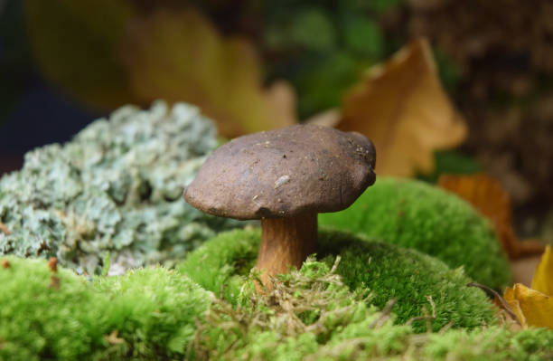 istock bolete fresh forest mushroom 1179369349