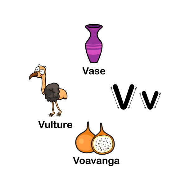 ilustrações de stock, clip art, desenhos animados e ícones de alphabet letter v-vase,voavanga,vulture - book sheet education student