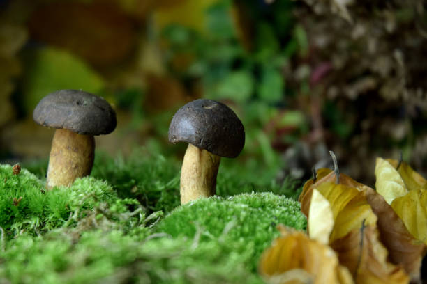 istock bolete fresh forest mushroom 1179370587