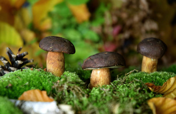 istock bolete fresh forest mushroom 1179370637