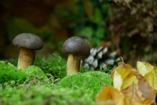 istock bolete fresh forest mushroom 1179370692
