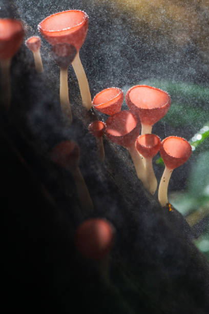 istock Fungi cup red Mushroom Champagne Cup 1179370963