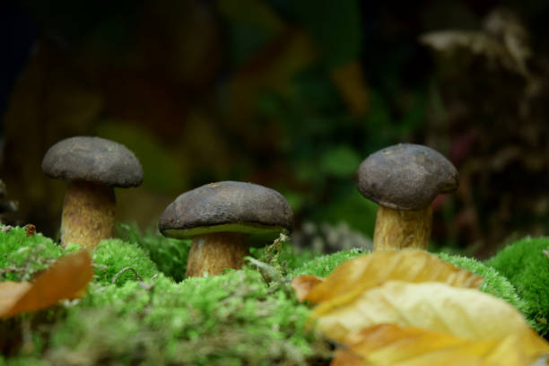 istock bolete fresh forest mushroom 1179371096