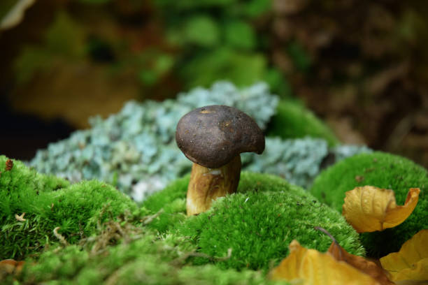 istock bolete fresh forest mushroom 1179371099