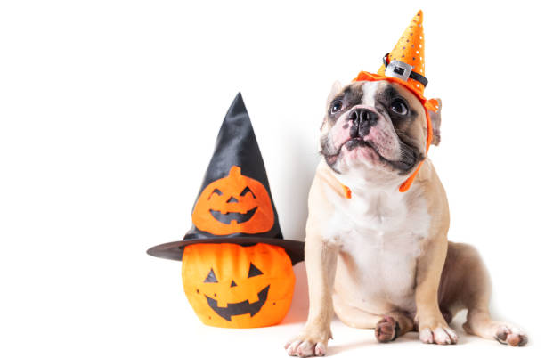 istock French bulldog with hat halloween and  looking on top 1179371847