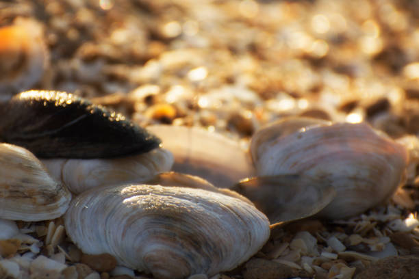 istock Seashells on the seashore in the sunlight. 1179371987