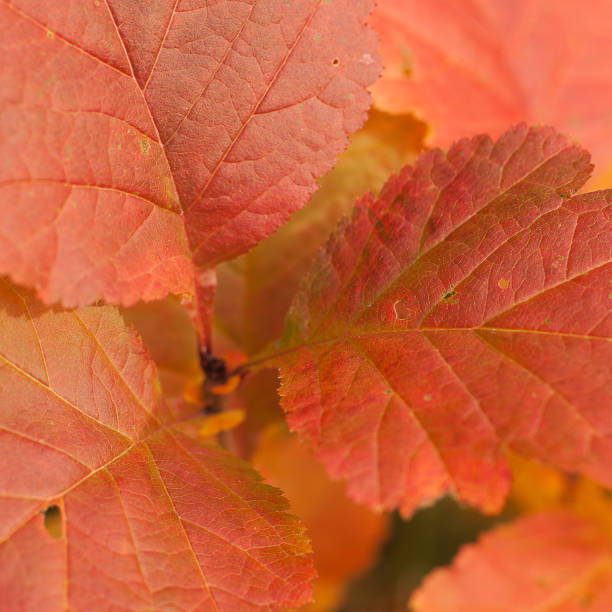 istock autumn bright orange foliage on a bush 1179372003