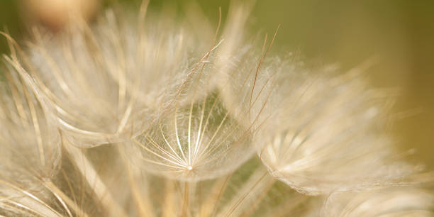 istock autumn faded flower with a spider web of seeds 1179372017