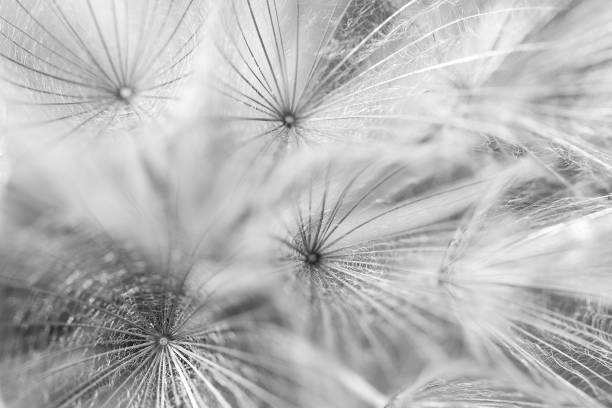 istock dry faded flower with a spider web from seeds 1179372038