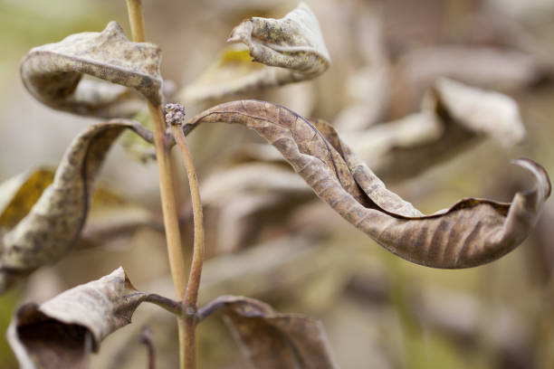 istock autumn plant with beautiful dry leaves 1179372045