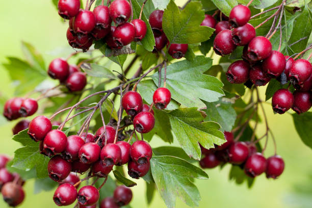istock ripe burgundy rosehip berries on a branch 1179372160