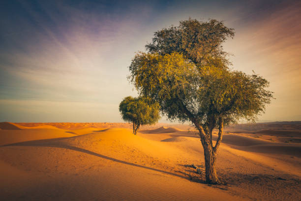 árvore viva, deserto de oman - sweet cicely - fotografias e filmes do acervo