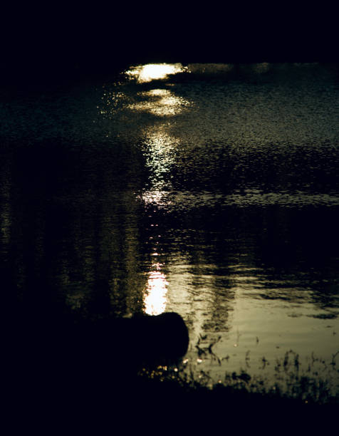 istock Yellowish sunlight reflection in lake water unique photo 1179372424
