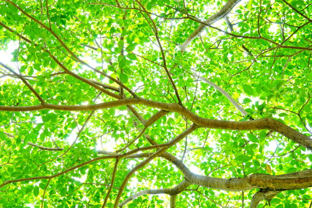 Tree, Oak Tree, Growth, Large, Senior Adult