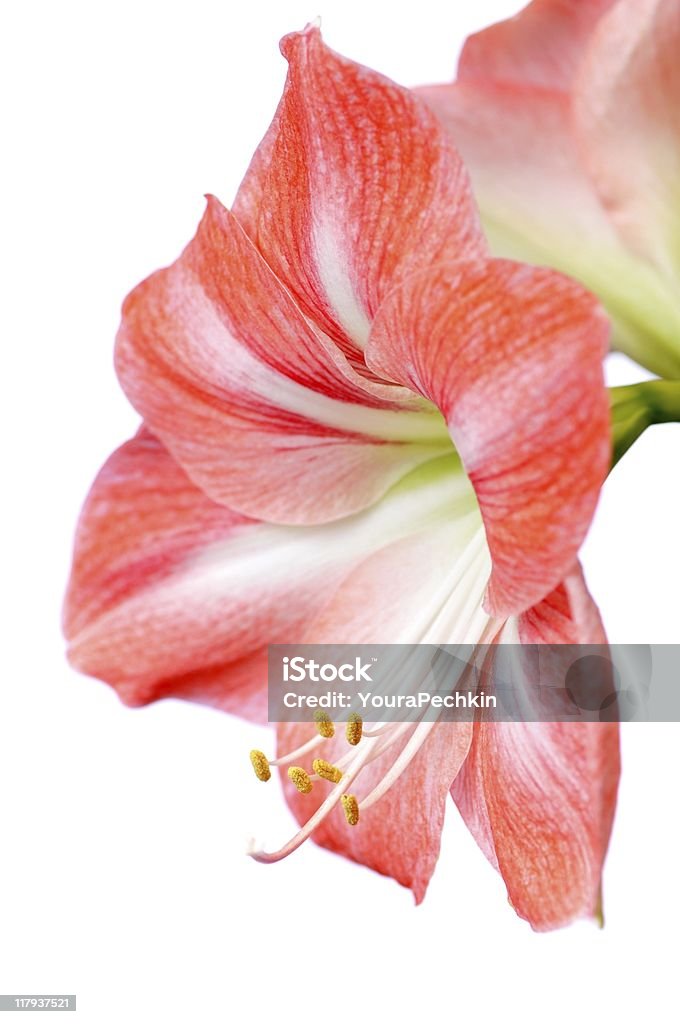 Hippeastrum - Стоковые фото Амариллис роялти-фри