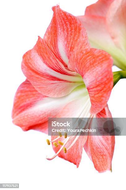 Hippeastrum — стоковые фотографии и другие картинки Амариллис - Амариллис, Без людей, Белый фон