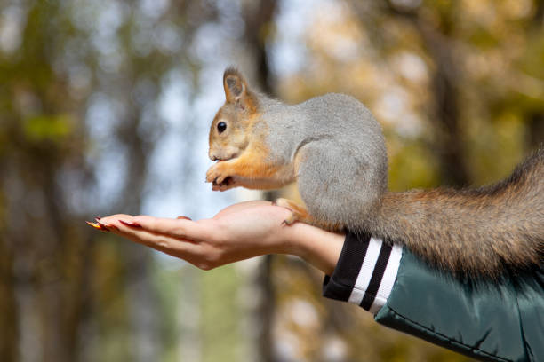A gray fur squirrel eats nuts sitting on human hand. Squirrel feeding in the park. Russian Squirrel with white fur color for winter. A bold squirrel takes nuts from the hands and poses for the camera.