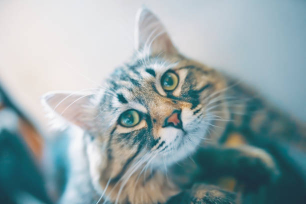 istock Portrait of striped cat. 1179375730