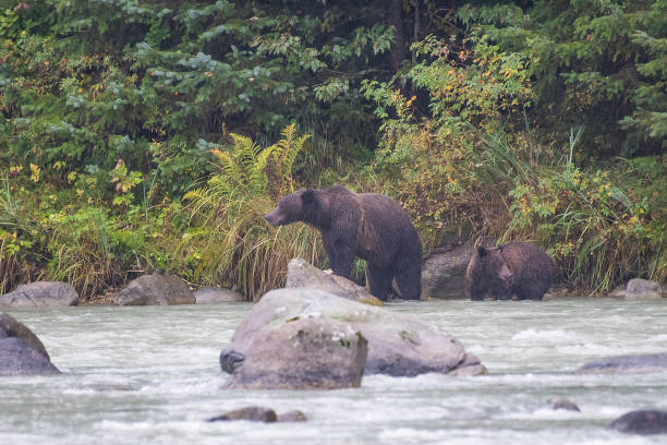istock Brown bear cubs and their mother 1179377441