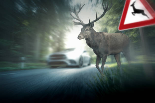 Deer runs over roadway stock photo