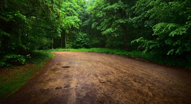 istock Gravel road in a summer forest after a rain 1179378732