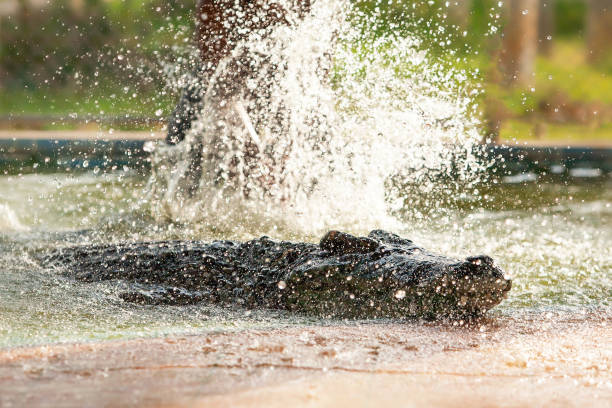 szczęśliwy krokodyl syjamski korzystać z kąpieli w słodkiej wodzie. - 3503 zdjęcia i obrazy z banku zdjęć