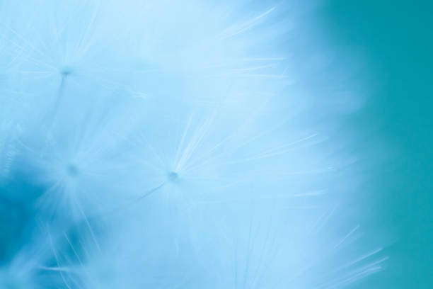 istock Pastel Dandelion Seed Close Up 1179383260