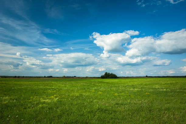 istock Green meadow, horizon and white clouds on sky 1179385117
