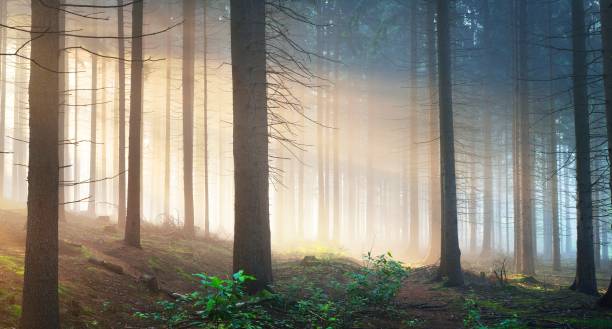 istock Sun rays in a dark misty forest. Osnabruck, Gemany 1179385368