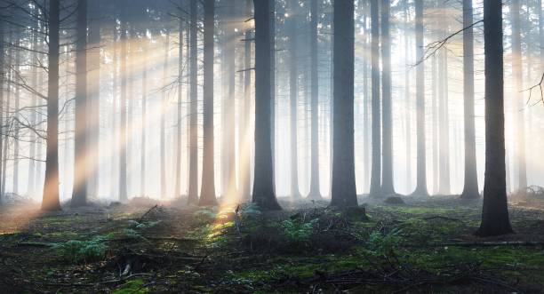 istock Tree silhouettes in a dark misty forest. Osnabruck, Germany 1179385371