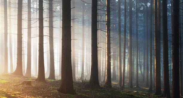 istock Tree silhouettes in a dark misty forest. Osnabruck, Germany 1179385383