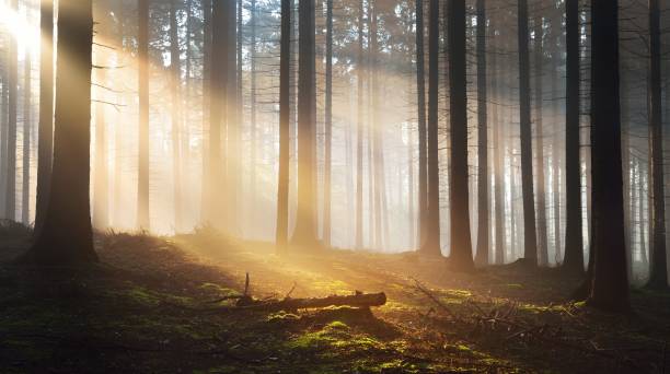 istock Tree silhouettes in a dark misty forest. Osnabruck, Germany 1179385517