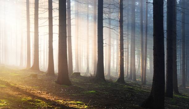 istock Tree silhouettes in a dark misty forest. Osnabruck, Germany 1179385521