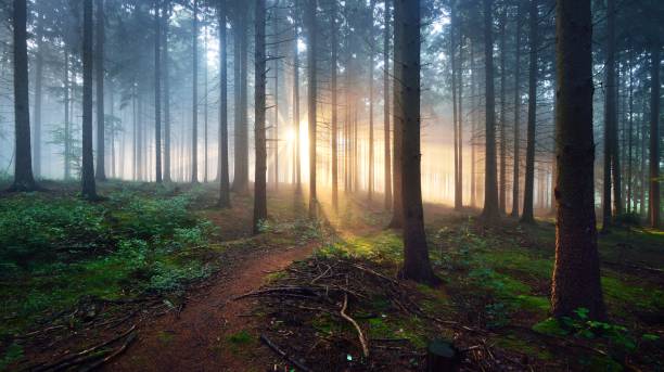 istock Overgrown path in a dark misty forest with sun rays. Osnabruck, Germany 1179385564