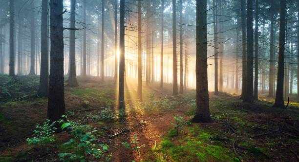 promienie słoneczne w ciemnym mglistym lesie. osnabruck, gemany - autumn landscape hill tree zdjęcia i obrazy z banku zdjęć