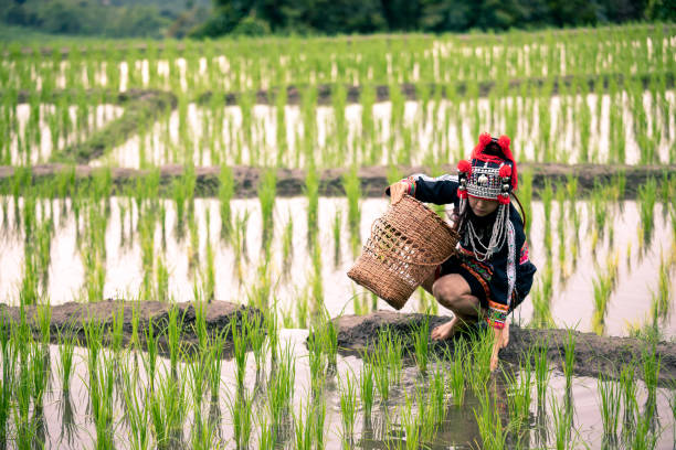 Hmong Woman in black dress with basket sitting on ridge of green rice fields Hmong Woman in black dress with basket sitting on ridge of green rice fields miao minority stock pictures, royalty-free photos & images