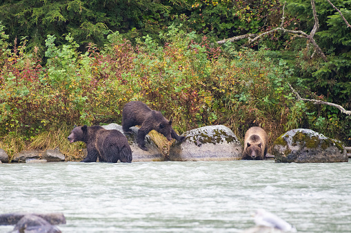 Brown bears in and beside river contemplating their next move in catching fish.