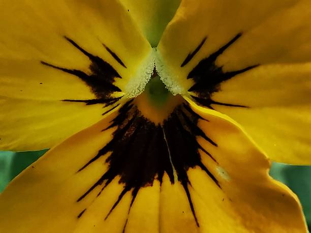 istock Yellow and purple Viola 1179388576