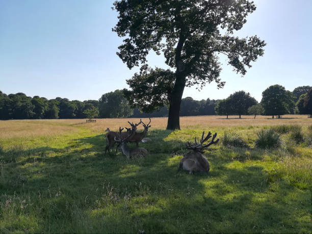 istock Nottingham, England - June 25, 2018: Red deers with multi pointed antlers and Fallow deers with white spots across their body, in Wollaton Park 1179390509
