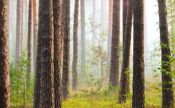 istock Foggy sunrise in the beautiful deciduous forest in Latvia. 1179392096