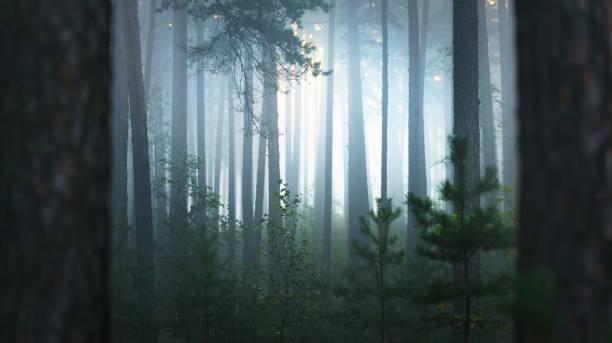 istock Foggy sunrise in the beautiful deciduous forest in Latvia. 1179392112