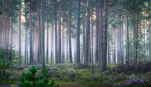 istock Foggy sunrise in the beautiful deciduous forest in Latvia. 1179392154