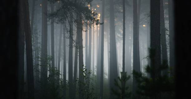 istock Foggy sunrise in the beautiful deciduous forest in Latvia. 1179392167