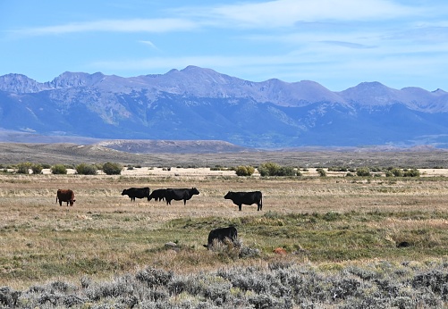 Beef cattle grazing in pasture with mountains in the background.